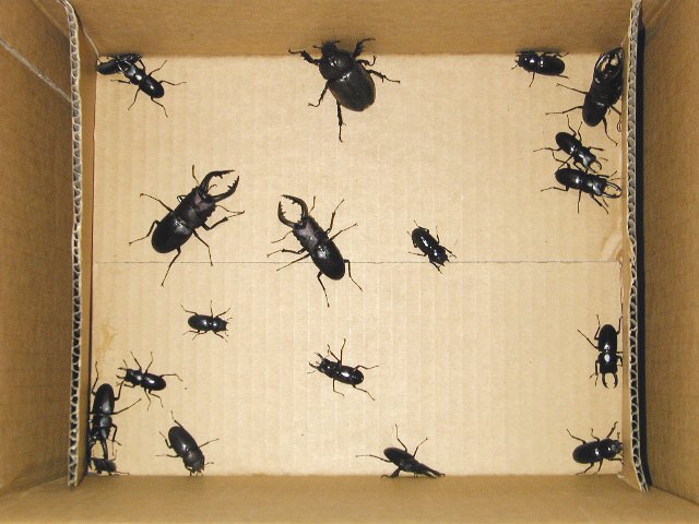 クワガタ虫＆カブト虫 2．採集記（2000/07/23）
